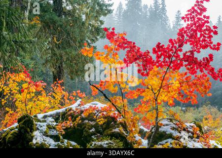 Vine Maple, Acer Circinatum, Santiam Trail, forêt nationale de Willamette, Oregon Banque D'Images