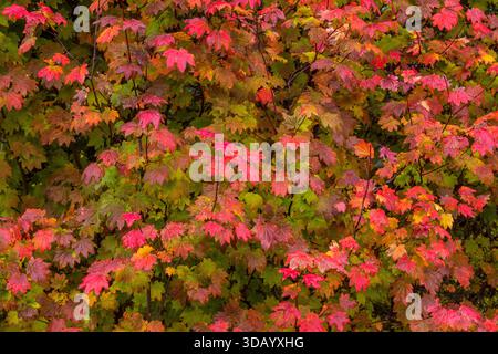 Vine Maple, Acer circinatum, roche de lave, McKenzie River National Recreation Trail, forêt nationale de Willamette, Oregon Banque D'Images