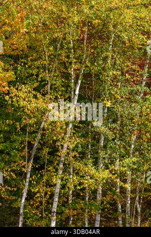 Les troncs de bouleau à papier s'élèvent à travers le feuillage jaune-vert sur Equinox Mountain, VT, États-Unis, avec des feuilles ensoleillées formant une tapisserie forestière dense. Banque D'Images