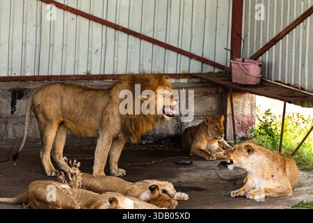 Une fierté de lions repose dans le parc national du Serengeti, en Tanzanie. Le mâle rugit, tandis que les femelles et les oursons se détendent à proximité. Banque D'Images