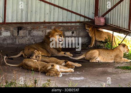 Une fierté de lions repose à l'ombre dans le parc national du Serengeti, en Tanzanie. Le mâle rugit, tandis que les femelles se détendent. Banque D'Images