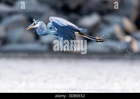 Grand héron bleu Ardea herodias volant avec des poissons dans le bec après la chasse réussie capture - oiseaux échaudants comportement de pêche proie dans la nature des zones humides Banque D'Images