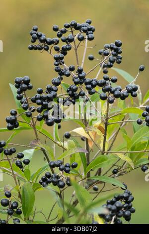 Baies communes Privet Ligustrum vulgare Banque D'Images