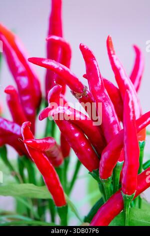 Piments rouges mûrs, Capsicum annuum 'Thai Dragon' sur une plante, vue rapprochée Banque D'Images