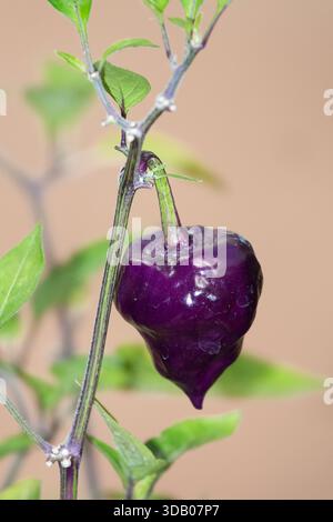 Un piment violet mûrissant, Capsicum chinense 'Purple UFO' sur une plante, vue rapprochée Banque D'Images