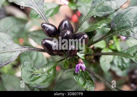 Maturation des piments violets foncés, Capsicum annuum 'Black Pearl' sur une plante, vue rapprochée Banque D'Images