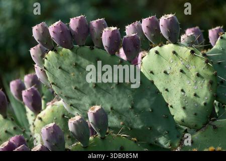 Smooth Mountain Prickly Pear fruits Opuntia ficus-indica figue cactus Banque D'Images