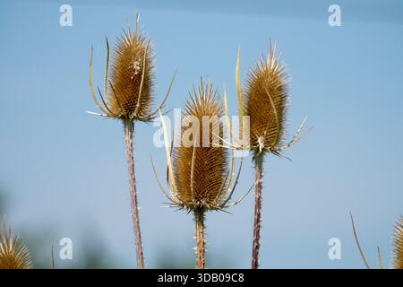 Têtes de graines séchées Common Wild Fullers Teasel Banque D'Images