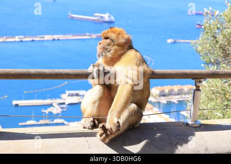 Macaque barbare en gros plan sur le Rocher de Gibraltar, Grande-Bretagne Banque D'Images