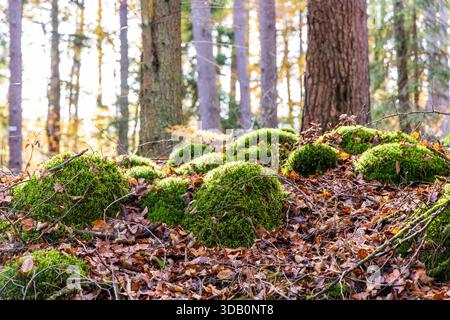 Roches couvertes de mousse dans une forêt d'automne, Moselle, France Banque D'Images