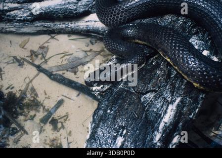 Indonésie, Pulau Batu, îles Batu au large de la côte ouest de Sumatra, , Bockadam sud-asiatique (Cerberus rynchops), Fuji ISO 100 Sensia RA, 2001 Banque D'Images