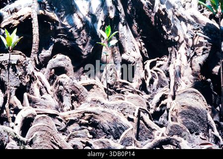 Indonésie, Pulau Batu, îles Batu au large de la côte ouest de Sumatra, région de mangrove sur les îles Stone, Fuji ISO 100 Sensia RA, 2001 Banque D'Images