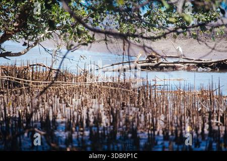 Indonésie, Pulau Batu, îles Batu au large de la côte ouest de Sumatra, région de mangrove sur les îles Stone, Fuji ISO 100 Sensia RA, 2001 Banque D'Images