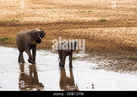 Troupeau d'éléphants d'Afrique (Loxodonta africana) buvant de la rivière Tarangire dans le parc national de Tarangire, Tanzanie Banque D'Images