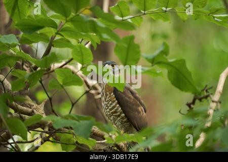 Goshawk à crête perché dans un arbre aux feuilles vertes. Banque D'Images
