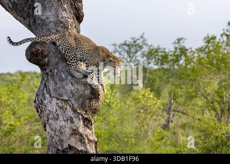 Un léopard descend un arbre et fait une courte pause sur une section épaissie avant de sauter vers le bas. Mala Mala, Great Kruger Park, Afrique du Sud Banque D'Images