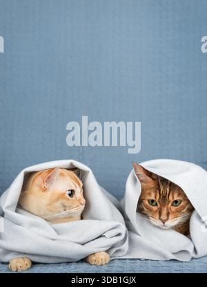 Deux chats domestiques, enveloppés dans une couverture de couleur claire, sont assis l'un à côté de l'autre sur un fond doux et texturé. Un gros plan chaleureux et confortable. Banque D'Images
