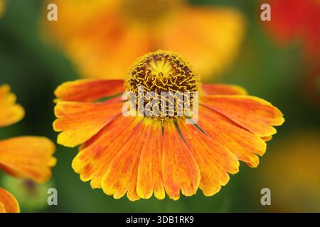 Helenium mardi gras, herbacée à longue floraison vivace également appelé éneezeweed. gros plan, cadre de remplissage, arrière-plan, portrait Banque D'Images