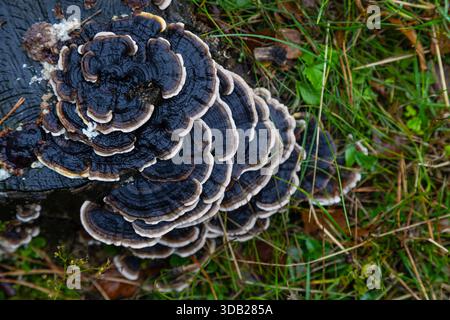 Arrière-plan. Gros plan. Champignon mouillé de queue de dinde, également connu sous le nom de Trametes versicolor, sur un tronc d'arbre mort un jour de pluie. Banque D'Images