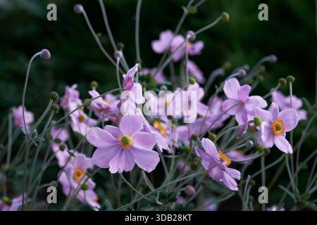 Délicates fleurs d'anémone japonaise rose pâle fleurissant dans le jardin sombre Banque D'Images