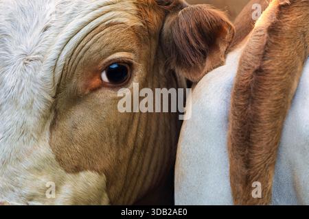 bovins de boucherie, taureaux ou jeunes taureaux, gros plan macro sur l'oeil et la queue de la vache. Banque D'Images