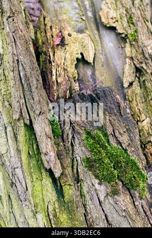 Gros plan détaillé d'une vieille écorce d'arbre fissurée recouverte d'une pièce de mousse brillante et intensément verte. Texture naturelle, lignes verticales, motif organique, da Banque D'Images