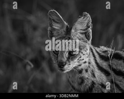 Nous avons « discrètement » suivi un chat sauvage serval dans l'herbe africaine grande ouverte. Il semblait complètement tranquille par un seul véhicule de safari qui suivait le nôtre. Banque D'Images