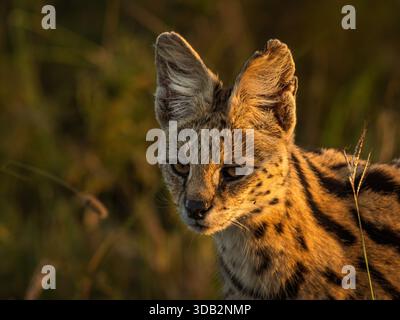 Nous avons « discrètement » suivi un chat sauvage serval dans l'herbe africaine grande ouverte. Il semblait complètement tranquille par un seul véhicule de safari qui suivait le nôtre. Banque D'Images