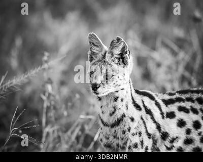 Nous avons « discrètement » suivi un chat sauvage serval dans l'herbe africaine grande ouverte. Il semblait complètement tranquille par un seul véhicule de safari qui suivait le nôtre. Banque D'Images