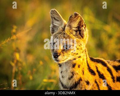 Nous avons « discrètement » suivi un chat sauvage serval dans l'herbe africaine grande ouverte. Il semblait complètement tranquille par un seul véhicule de safari qui suivait le nôtre. Banque D'Images