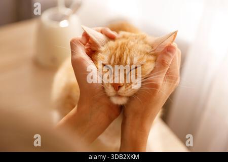Portrait en gros plan d'un chat tabby orange, dont le visage est doucement bercé par des mains humaines, les yeux fermés dans le contentement Banque D'Images