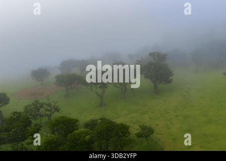 Le brouillard dérive au-dessus des lauriers de la forêt de Fanal sur l'île de Madère, au Portugal Banque D'Images