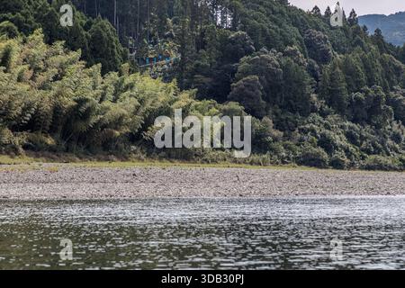 Le bambou et les arbres bordent une berge de gravier de la rivière Kumano près de Shingū, préfecture de Wakayama, Japon ; une petite structure aux couleurs vives se dresse sur la pente derrière elle. La route des bateaux suit le cours d’eau historique sur lequel les empereurs japonais et les nobles de la cour voyageaient pendant la période Heian de Kumano Hongū Taisha à Kumano Hayatama Taisha ; depuis la fin de l’époque d’Edo, des bateaux plats en bois appelés sandanbo transportaient également des marchandises des montagnes de Kumano jusqu’à la côte. Banque D'Images