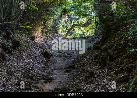 Un chemin enfoncé et couvert de feuilles traverse une végétation dense sur le Kumano Kodo près de Shingū, préfecture de Wakayama, Japon. Banque D'Images
