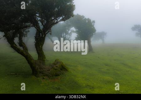 Des lauriers couverts de mousse dans le brouillard à Fanal, dans les hautes terres de Madère Banque D'Images