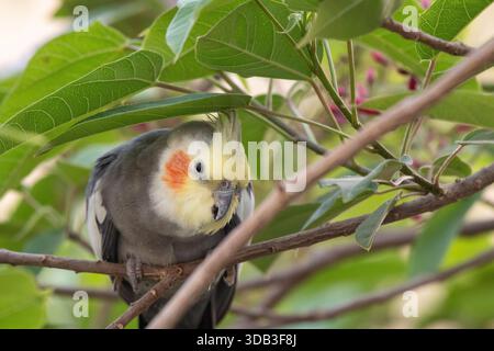 Cacatiel (Nymphicus hollandicus) perché sur la branche parmi les feuilles vertes Banque D'Images