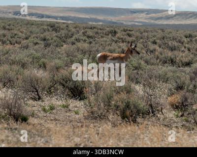 Une antilope à pronghorn (Antilocapra americana) dans le désert du sud-est de l'Oregon Banque D'Images