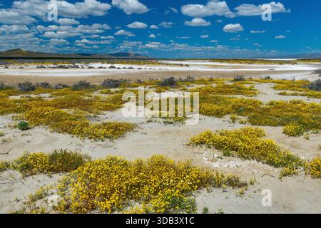Conseils Tidy, Goldfields, Soda Lake, Carrizo Plain National Monument (Californie) Banque D'Images