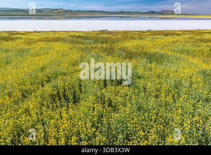 Fiddlenecks, Monolopia, Soda Lake, Carrizo Plain National Monument, San Luis Obispo County, Californie Banque D'Images