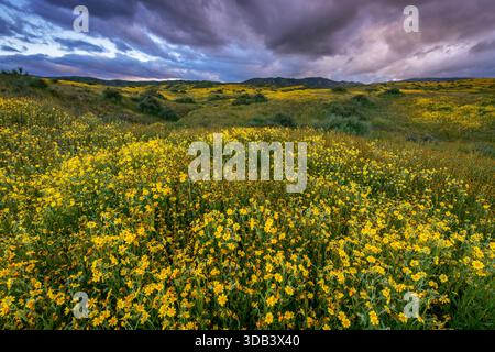 Monolopia, Fiddlenecks, Caliente Range, monument national de la plaine Carrizo, comté de San Luis Obispo, Californie Banque D'Images