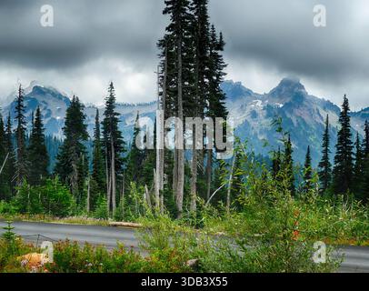 Mont RAINIER NP, WASHINGTON - 14 août 2025 - route de montagne serpentant à travers les prairies de fleurs sauvages, forêt de conifères encadrant le sommet enneigé du Mont Rainier émergeant Banque D'Images