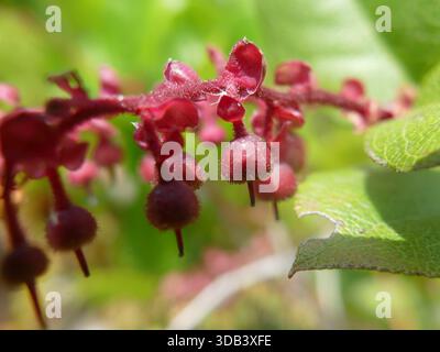 NEWPORT, OREGON - 25 MAI 2025 - fleurs de myrtille rouge vif fleurissant près du paysage côtier de Newport Banque D'Images