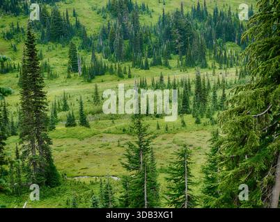 Parc national du Mont RAINIER, WASHINGTON - 14 août 2025 - Prairie subalpine luxuriante entourant la forêt à feuilles persistantes du parc national du Mont Rainier, avec sommes vibrants Banque D'Images