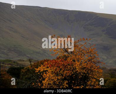 Arbre coloré d'automne placé contre les pentes abruptes du mont Snowdon sous une lumière silencieuse Banque D'Images