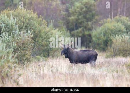 Orignal, Alces alces, jeune orignal taureau en automne, Jæmtland, Suède Banque D'Images