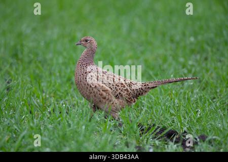 Faisan (Phasianus colchicus), faisan à col annulaire, faisan commun, poule, Schleswig-Holstein, Allemagne Banque D'Images