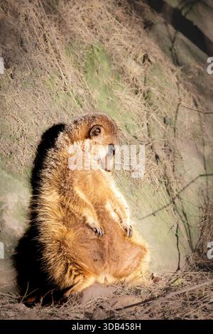 Gros plan d'une suricate endormie (Suricata suricatta) se prélassant au soleil. La photographie capture la posture détendue de l’animal et son environnement naturel Banque D'Images