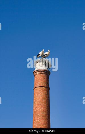 Deux cigognes perchées sur un nid construit au sommet d'une grande cheminée de briques contre un ciel bleu vif Banque D'Images