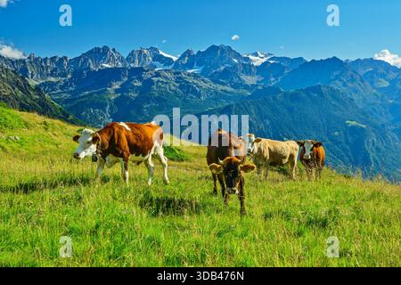 Les vaches paissent sur un pâturage alpin avec la chaîne de montagnes Bernina en arrière-plan, Valmalenco, Alta via della Valmalenco, Alpes Bernina, Lombardie, Ital Banque D'Images