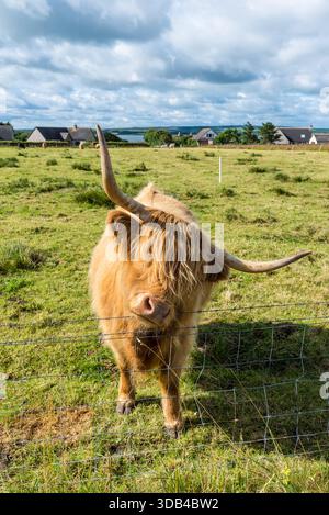 Scottish Highlands Cow, vache à poil long, pèle sur l'herbe dans un champ dans la campagne écossaise. Une vache frotte son cou contre du fil de fer barbelé. Banque D'Images